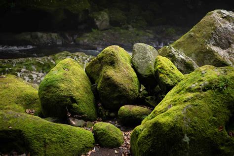 moss covered rocks