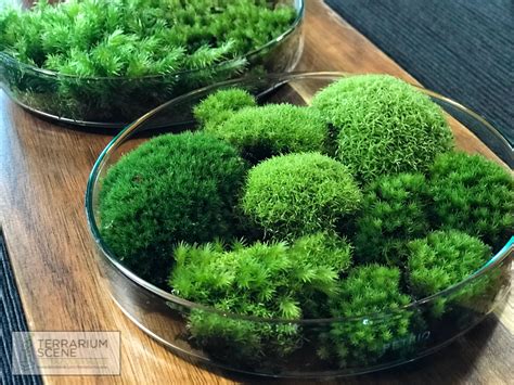 moss for house plants