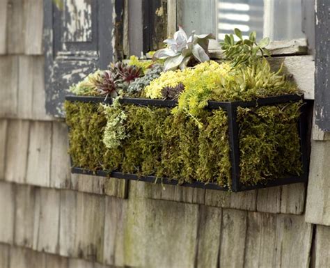 Moss For Window Boxes