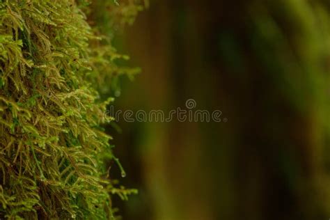 Moss Grows In The Dark