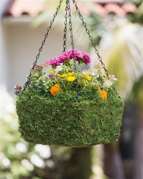 Moss In Hanging Baskets