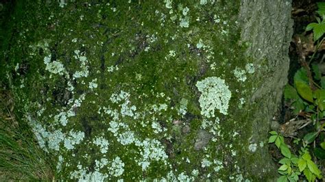 Moss Lichen Algae