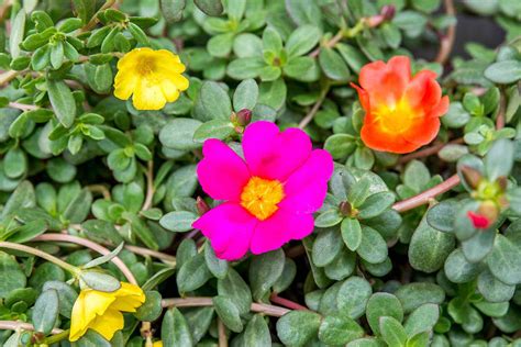 Grow Your Own Moss Rose: Secrets Revealed!
