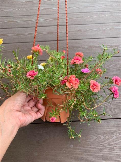 Moss Rose In Hanging Baskets