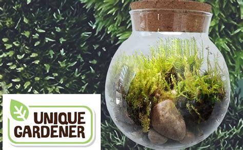 Moss Terrarium Amazon