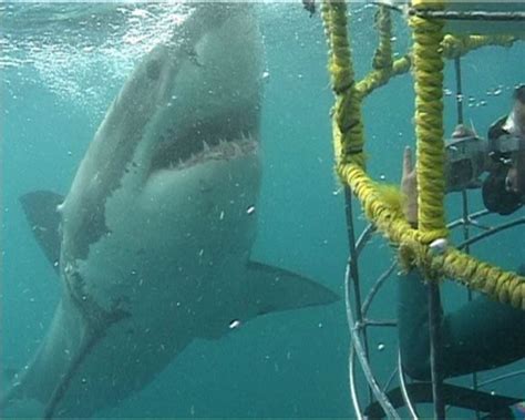 Great white shark breach Mossel Bay Tracking Sharks