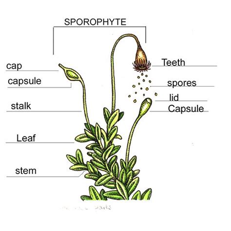 mosses plant drawing