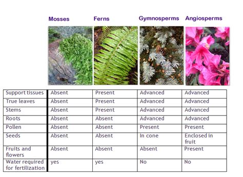 mosses plant group