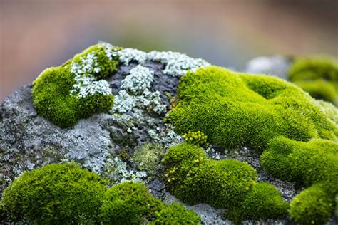 mosses plant images