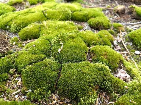 mosses plants examples