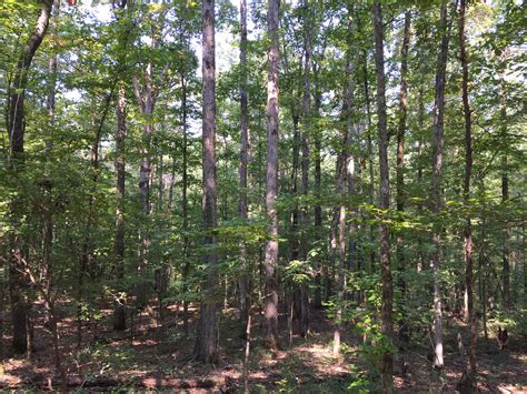 mossy oak land for sale louisiana