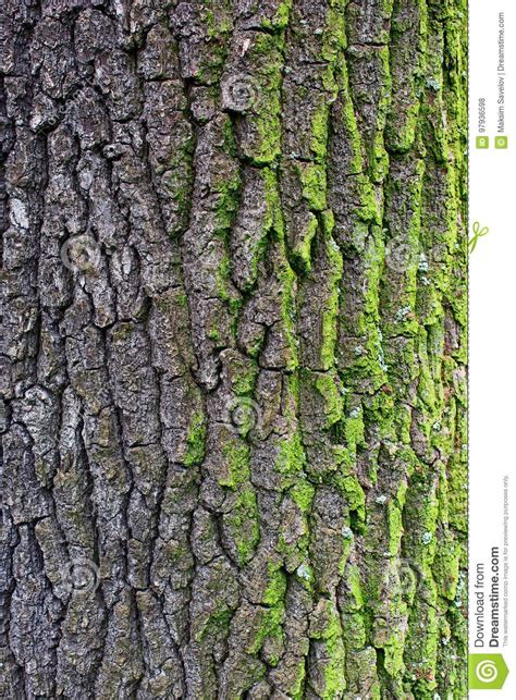 mossy oak tree bark
