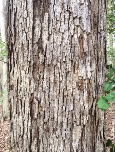 mossy oak tree bark