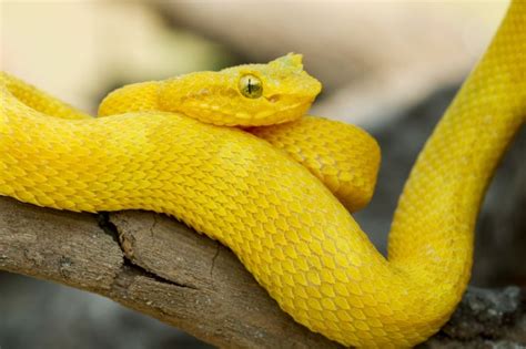 Top 10 Deadliest Animals in Costa Rica Javi's Travel Blog Go Visit