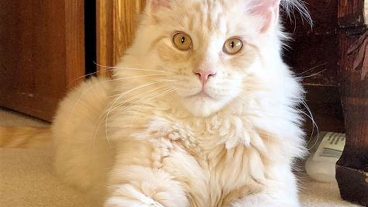 Most Expensive Maine Coon Cat
