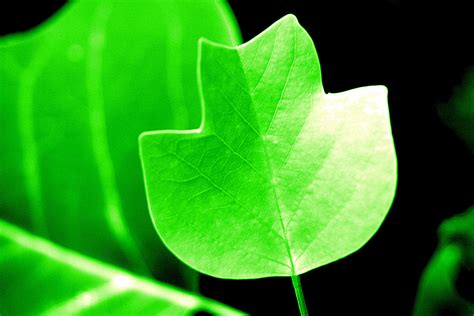 Why Do Most Plants Appear Green? Understanding The Role Of Chlorophyll