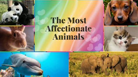 most affectionate animals towards humans