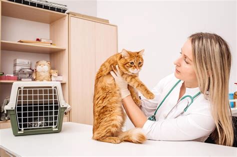 most affordable pet insurance for cats