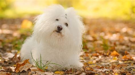 Most Allergy Friendly Dog