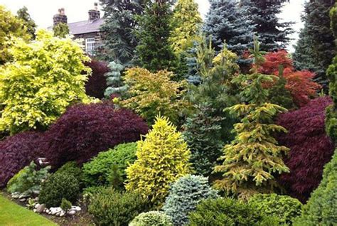 Most Beautiful Conifer Trees