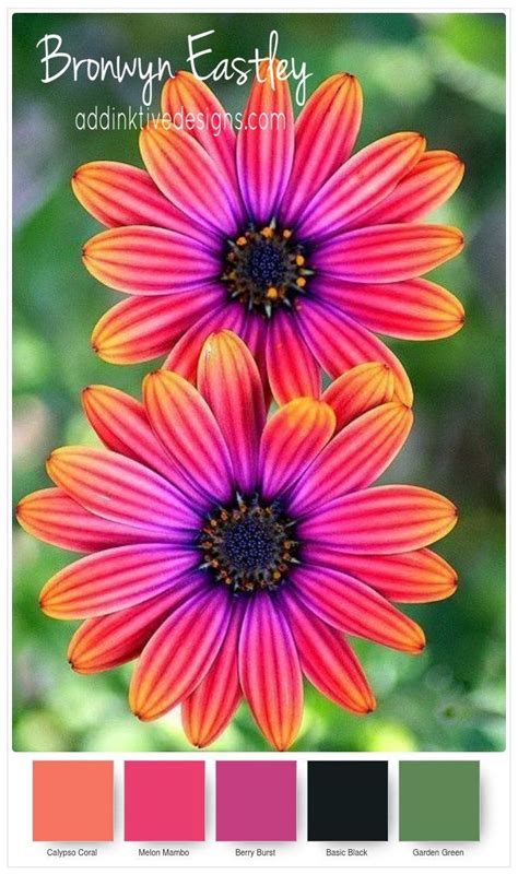 Most Beautiful Flower Combinations