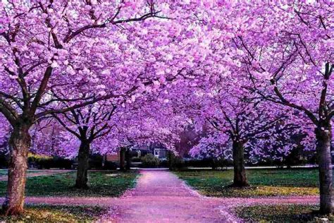 Most Beautiful Flowering Tree