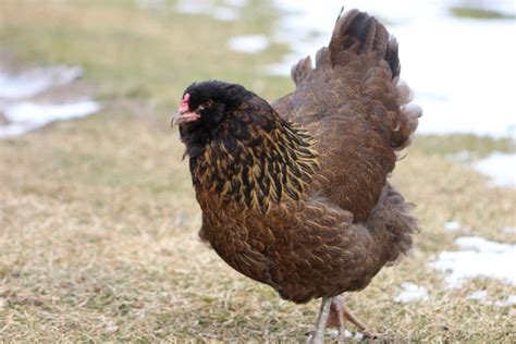 most cold hardy chicken breed