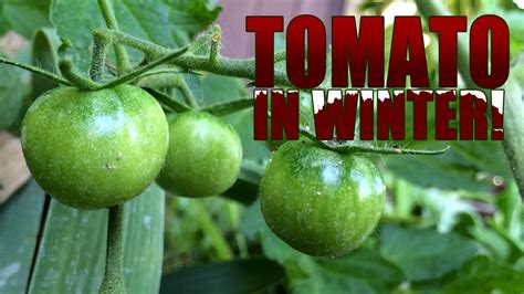 Most Cold Tolerant Tomato