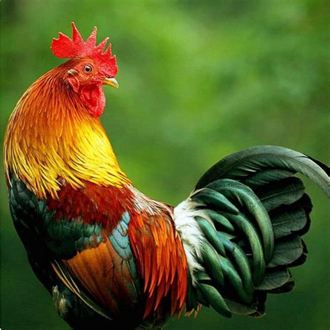 most colorful chicken breed