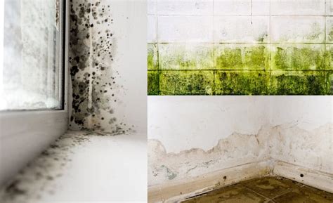 Most Common Bathroom Mold