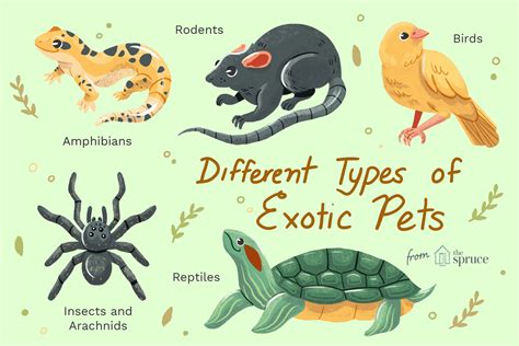 Most Common Exotic Pets Uk
