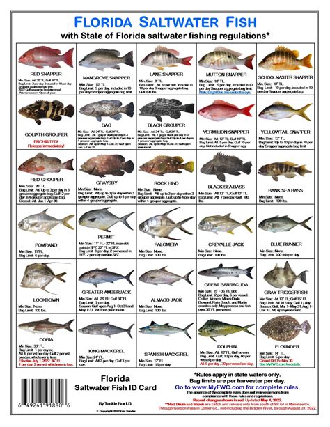 Most Common Fish In Florida