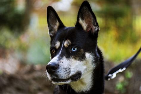 Most Common Husky Mixes