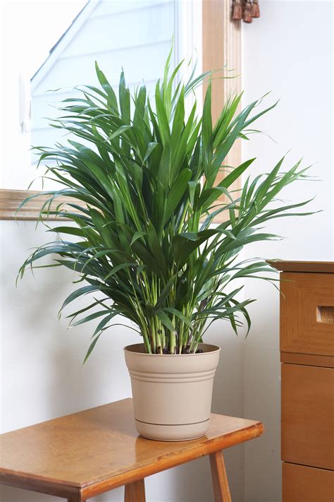Most Common Indoor Palm