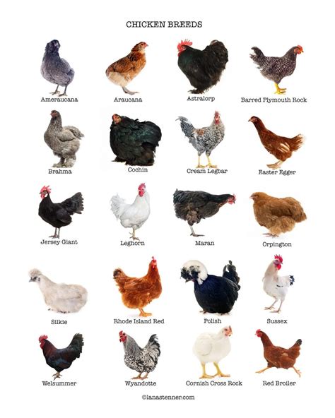 Most Common Meat Chicken Breeds