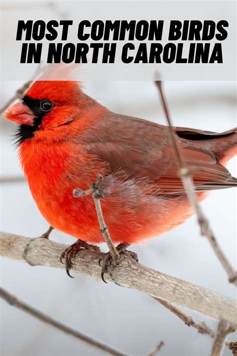 Most Common Nc Birds