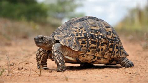 Most Common Pet Tortoise Uk