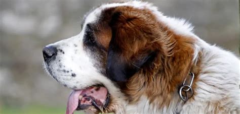 Most Common Things Dogs Swallow