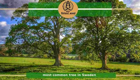 Most Common Tree In Sweden