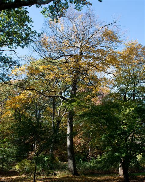 Most Common Trees In Massachusetts
