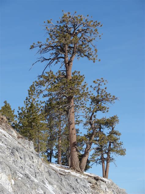 Most Common Trees In Utah