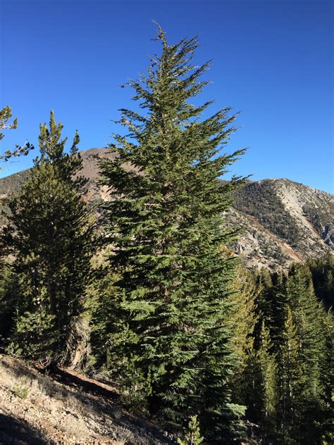 Most Common Trees In Washington