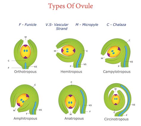 Anatoly On The Most Common Type Of Ovule In Plant Reproduction
