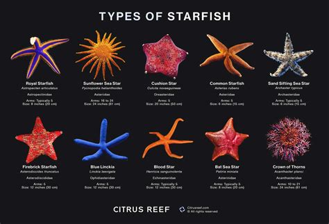 Most Common Type Of Star: What You Need To Know
