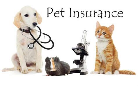 most cost effective pet insurance