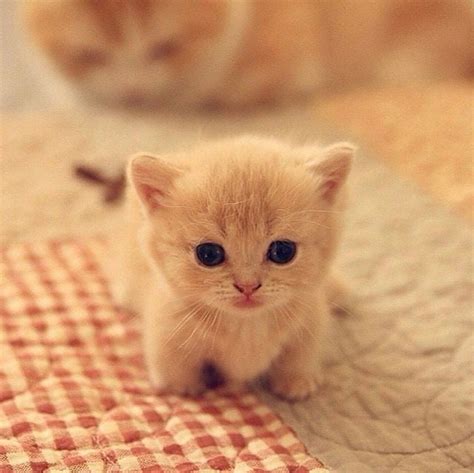 Most Cute Kittens