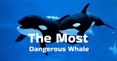 most dangerous whale species