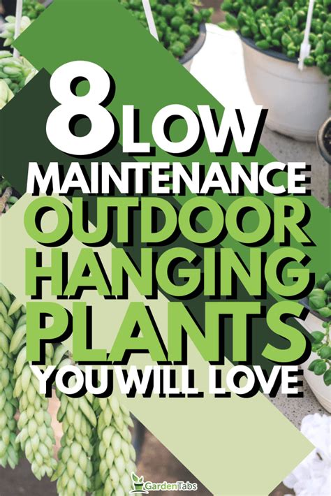 Most Durable Hanging Plants