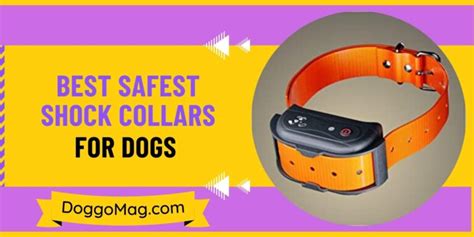Most Effective Shock Collars