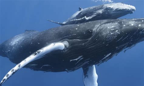 most endangered whale in the world